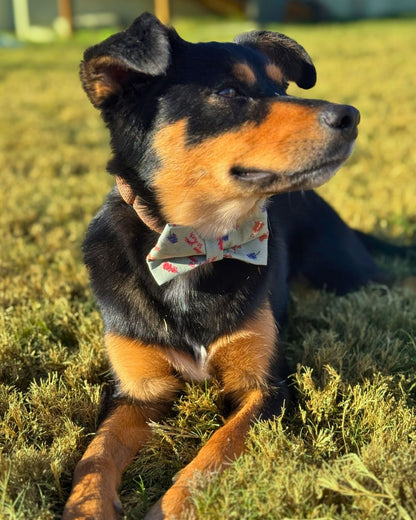 Pawstin Bows - Sailor and Regular