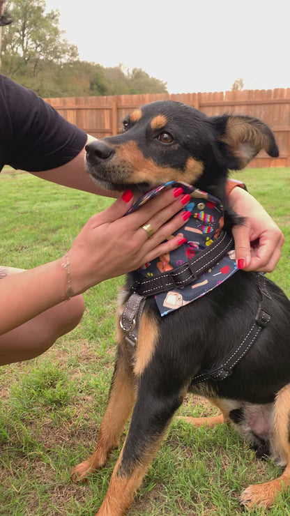 It's a Pawty - Fiesta Bandanas - Slip on and Snap-able Pet Bandanas